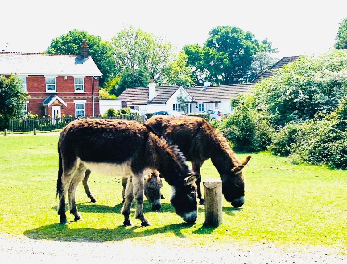 Little Woodside A Beautiful New Forest Self Contained Private Luxury Annexe 新米尔顿 外观 照片